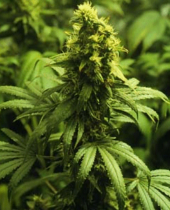 marijuana from seed
